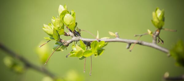 Весна Весна - Sputnik Молдова