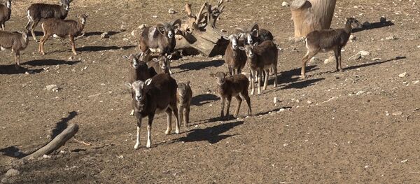 Бэби-бум в зоопарке Кишинева - Sputnik Молдова