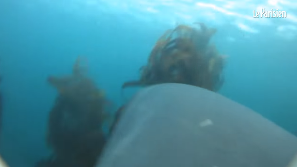 Камера на спине акулы - Sputnik Молдова