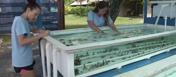 Питомник для кораллов - Sputnik Молдова