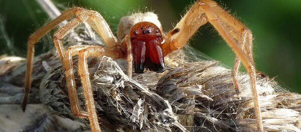 Желтый (золотой) паук Сак. Желтый (золотой) паук Сак. - Sputnik Молдова