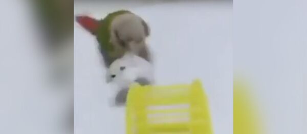 Попугай засовывает хомяка в колесо и крутит - Sputnik Молдова