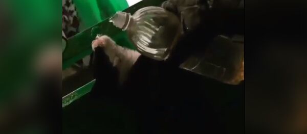 Спасение кота после пожара в Приморье (Спасск-Дальний) - Sputnik Молдова