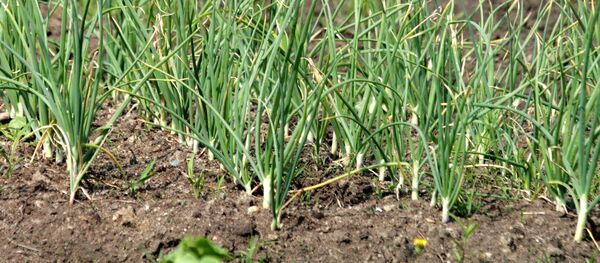 Огород. - Sputnik Молдова