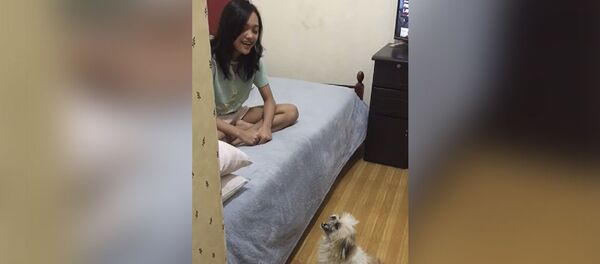 Little Girl and Shih Tzu Share Duet Little Girl and Shih Tzu Share Duet - Sputnik Молдова