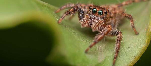 Păianjen - Sputnik Moldova-România
