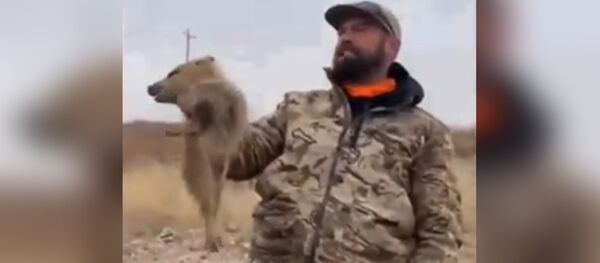 Ай Моська, знать она сильна, коль лает на слона! - Sputnik Молдова