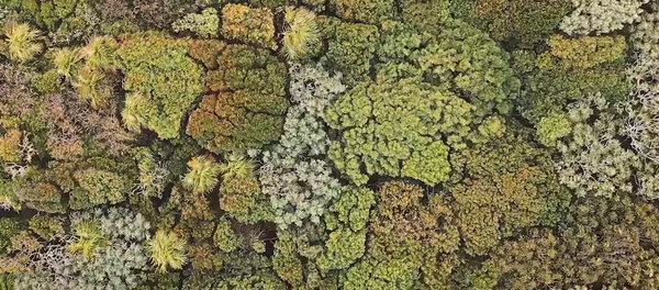 Волшебный лес Волшебный лес - Sputnik Молдова