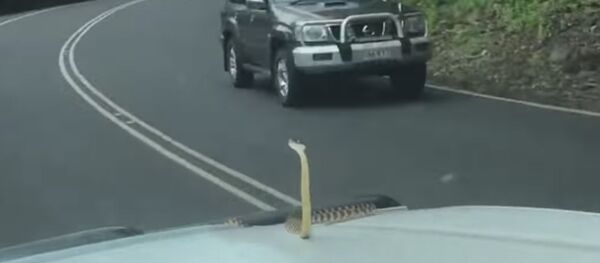 Змея показывает дорогу - Sputnik Молдова