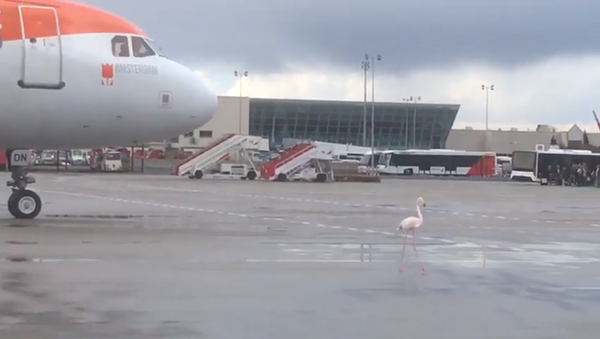 Фламинго устроил переполох в аэропорту Пальма-де-Майорки - Sputnik Молдова