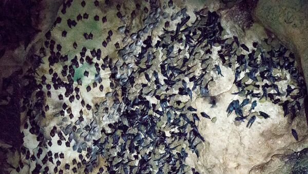 Летучие мыши в пещере Gomantong в Малайзии - Sputnik Moldova