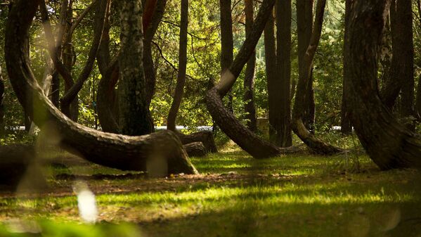 Изогнутый лес, состоящий из группы странно изогнутых сосен, расположенной в Nowe Czarnowo, Померания, Польша - Sputnik Молдова