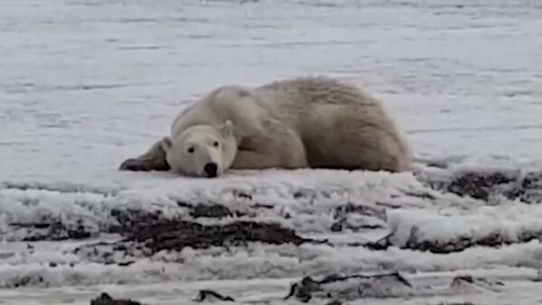 Жители Камчатки спасают полярного медведя - Sputnik Молдова