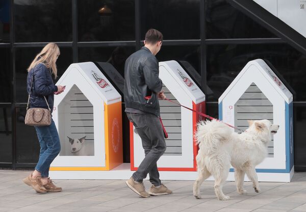 Администрация хотела сделать что-то такое, что позволит посетителям оставлять собак на улице, если нет возможности или желания вести их с собой внутрь
 - Sputnik Молдова
