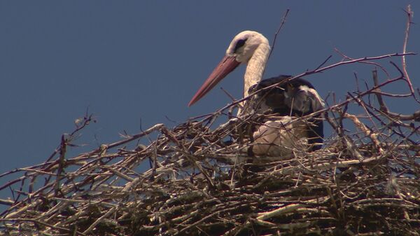 Вестники удачи: как в Молдове оберегают аистов Вестники удачи: как в Молдове оберегают аистов - Sputnik Молдова