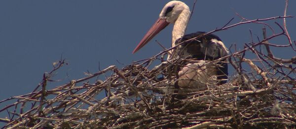 Аисты в Молдове, архивное фото. - Sputnik Молдова