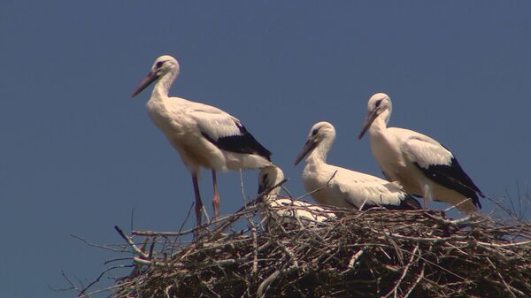 Вестники удачи: как в Молдове оберегают аистов Вестники удачи: как в Молдове оберегают аистов - Sputnik Молдова