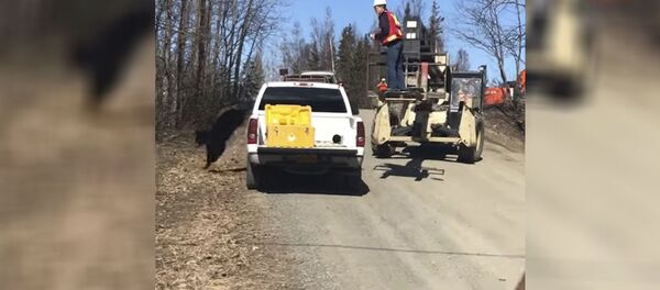 Медведь в грузовике - Sputnik Молдова