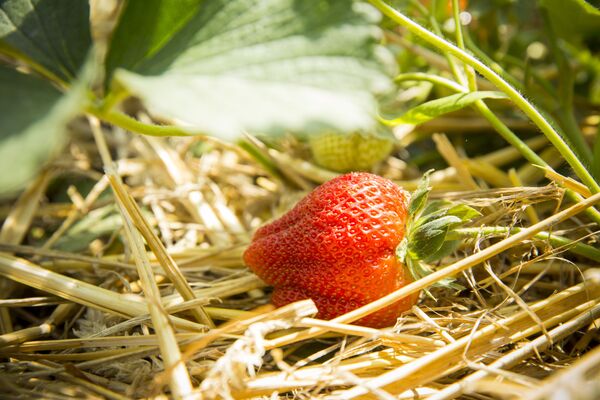 Plantație de căpșune în satul Copanca, Căușeni - Sputnik Moldova