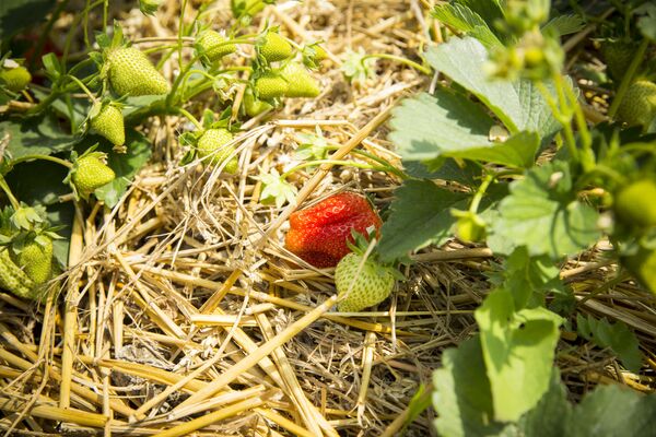 Plantație de căpșune în satul Copanca, Căușeni - Sputnik Moldova-România