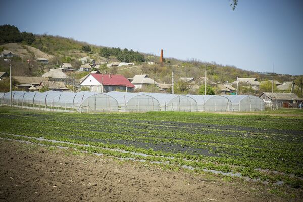 Plantație de căpșune în satul Copanca, Căușeni - Sputnik Moldova-România