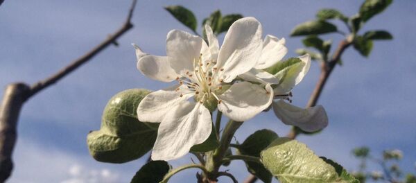 Primăvară - Sputnik Moldova-România