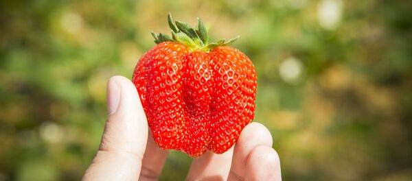 Plantație de căpșune în satul Copanca, Căușeni Plantație de căpșune în satul Copanca, Căușeni - Sputnik Молдова