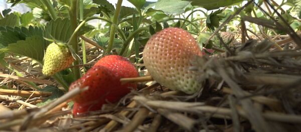 Căpșune bio din plantațiile lui Viorel Gavriluță - Sputnik Moldova