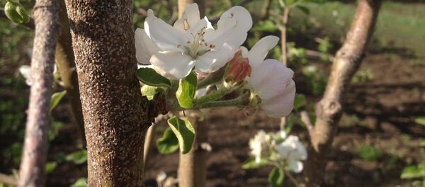 Primăvară - Sputnik Moldova