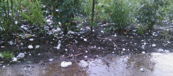 Ploaie cu grindină de mărimea unui ou de găină, seara zilei de 18 iunie 2016, imagine postată de Vitalie Jereghi - Sputnik Moldova