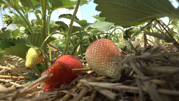 Căpșune bio din plantațiile lui Viorel Gavriluță - Sputnik Moldova-România
