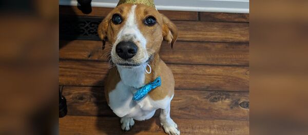 На двух лапах: пес по кличке Лейтенант Дэн - Sputnik Молдова