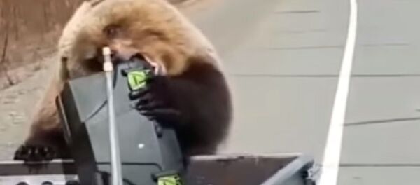 Медведь украл у охотников продукты - Sputnik Moldova-România