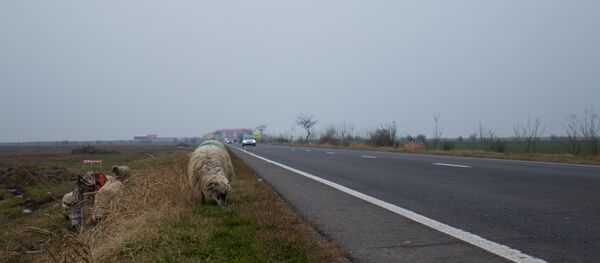 Drum, România - Sputnik Moldova