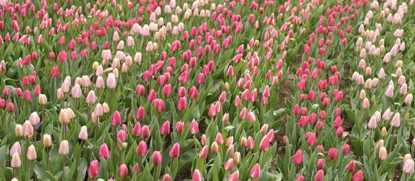 Парк цветов Кекенхоф в Нидерландах - Sputnik Moldova