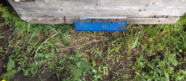 Пчеловоды села Томай, Чадыр-Лунгского района бьют тревогу по поводу  массовой гибели пчел - Sputnik Молдова