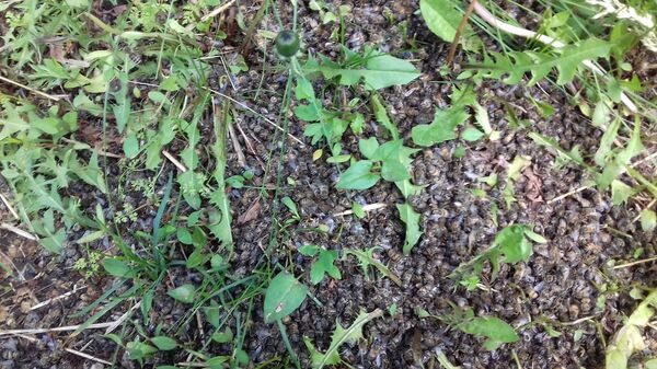 В Гагаузии массово гибнут пчелы, спецкомиссия выясняет причины - фото - Sputnik Молдова