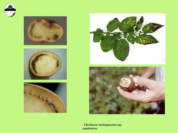 De ce un kilogram de cartofi a ajuns să coste aproape 40 de lei: Explicația autorităților - Sputnik Moldova