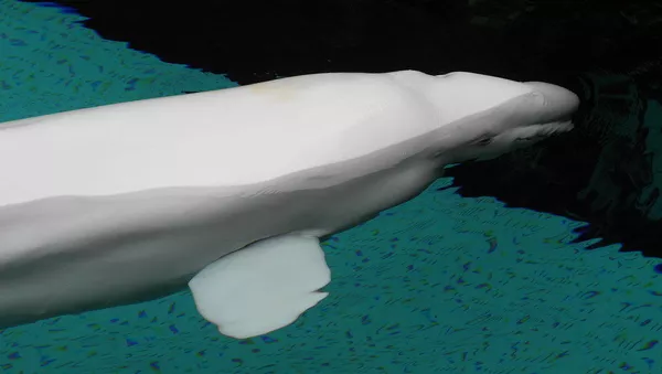Beluga - Sputnik Moldova