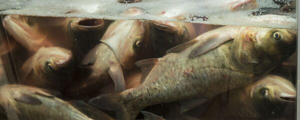 Живая рыба - Sputnik Молдова