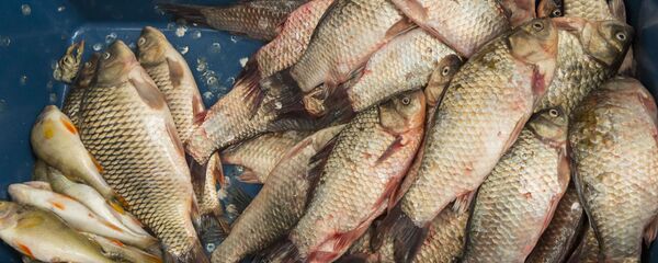 Живая рыба - Sputnik Молдова