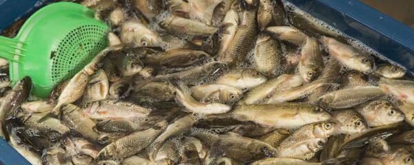 Живая рыба - Sputnik Moldova