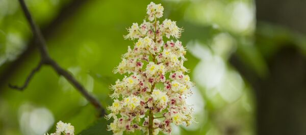 Весна Весна - Sputnik Молдова