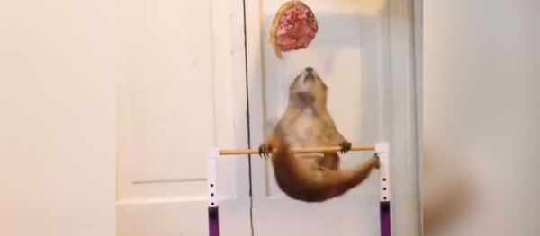 Главное в спорте-мотивация - Sputnik Молдова