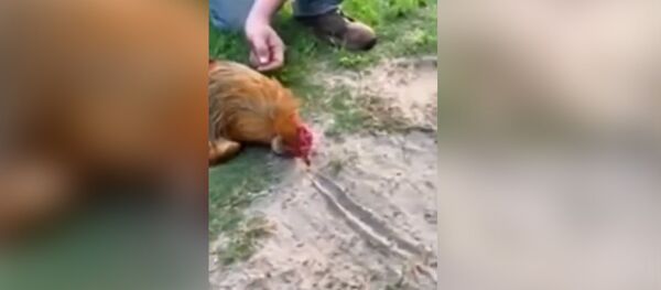 Как загипнотизировать петуха - Sputnik Молдова