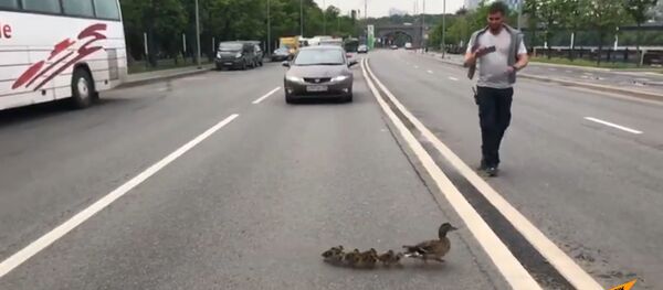 Утиные истории: В Москве спасли семью уток - Sputnik Молдова