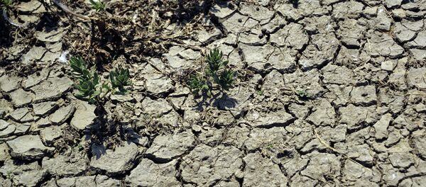 засуха - Sputnik Moldova