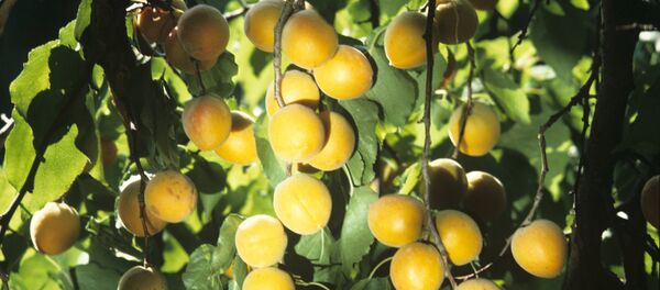 Абрикос - Sputnik Moldova