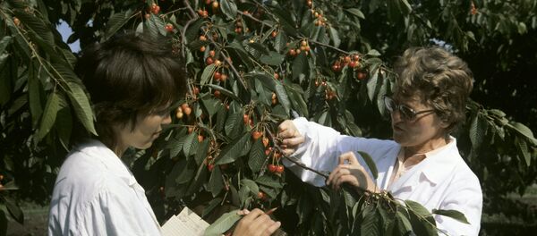 Сотрудники Ботанического сада осматривают новые сорта черешни - Sputnik Moldova
