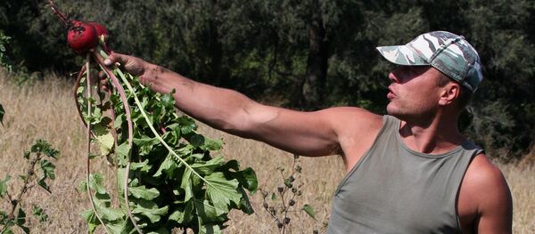 Повседневная жизнь фермерского хозяйства Приморского края - Sputnik Moldova